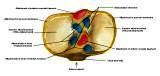 Anatomie: heup,bovenbeen,knie,onderbeen,enkel,voet,acetabulum,collum femoris,trachanter,femur,epicondyl,meniscus,kruisband,cruciate ligament,patella,knieschijf,tibia,fibula,malleolus,talus,calcaneus,tarsus,metatarsus,phalanx,falanx,quadriceps femoris,rectus femoris,sartorius,tensor fasciae latae,tractus iliotibialis,biceps femoris,gastrocnemius,semimembranosus,semitendinosus,soleus,suralis,vena saphena parva,vena saphena magna,sciatic,ischiadicus,peronea